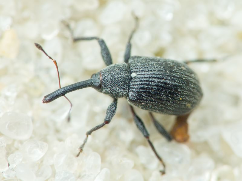 Anthonomus (Anthonomus) rubi (Herbst, 1795)